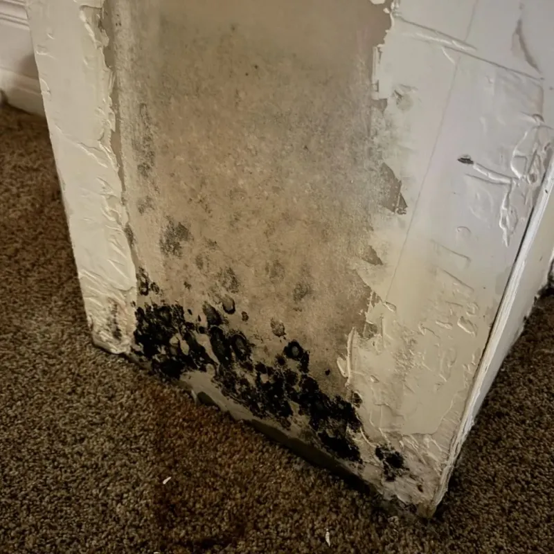 Professional Mold Removal in Plum, PA